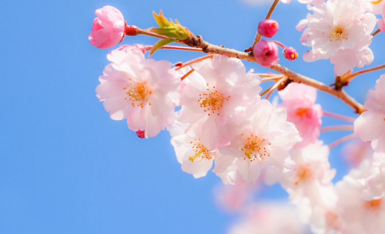 お申込みまでの流れ おおさきさくら花陵 佐藤石材工業ブログ