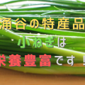 涌谷町の特産品「小ねぎ」は栄養豊富な緑黄色野菜！